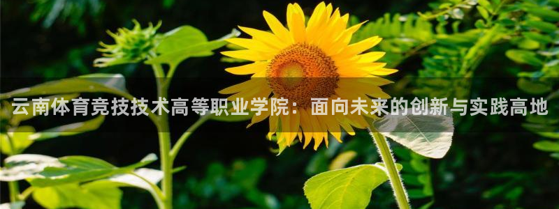 海南yy易游官网下载发展怎么样：云南体育竞技技术高等